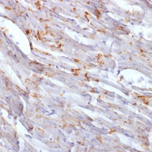 Formalin-fixed, paraffin-embedded Mouse Heart stained with N-Cadherin Mouse Monoclonal Antibody (CDH2/1573).