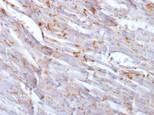 Formalin-fixed, paraffin-embedded Mouse Heart stained with N-Cadherin Mouse Monoclonal Antibody (CDH2/1573).