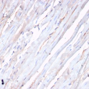 Formalin-fixed, paraffin-embedded human heart stained with N-Cadherin Recombinant Rabbit Monoclonal Antibody (CDH2/3874R).