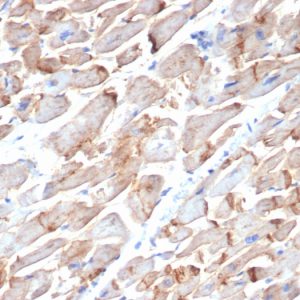 Formalin-fixed, paraffin-embedded human heart stained with N-Cadherin Rat Monoclonal Antibody (MNCD2).