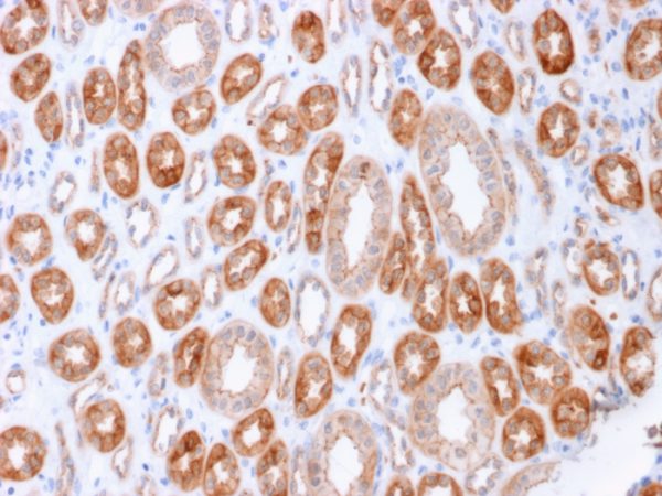 Formalin-fixed, paraffin-embedded human Kidney stained with Occludin Mouse Monoclonal Antibody (OCLN/2183).