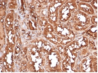 Formalin-fixed, paraffin-embedded human kidney stained with MICA Mouse Recombinant Monoclonal Antibody (MICA/4443). HIER: Tris/EDTA, pH9.0, 45min. 2 °: HRP-polymer, 30min. DAB, 5min.