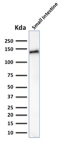 Western Blot Analysis of human Small Instestine tissue lysate using Cadherin 17 / CDH17 Mouse Monoclonal Antibody (CDH17/2617).