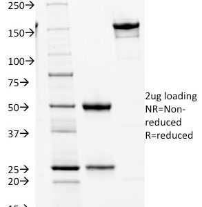 SDS-PAGE Analysis Purified Cdk1 Mouse Monoclonal Antibody (AN4.3). Confirmation of Integrity and Purity of Antibody.
