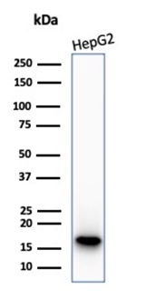 Western blot analysis of HepG2 cell lysate using P16INK4a Recombinant Rabbit Monoclonal Antibody (CDKN2A/7081R).
