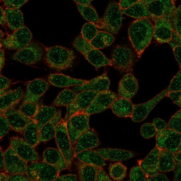 Immunofluorescent analysis of PFA-fixed HeLa cells. IRF9 Mouse Monoclonal Antibody (PCRP-IRF9-2F8) followed by goat anti-mouse IgG-CF488 (green); counterstain (red).