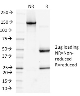 SDS-PAGE Analysis Purified Podoplanin-Monospecific Mouse Monoclonal Antibody (PDPN/1433). Confirmation of Integrity and Purity of Antibody.