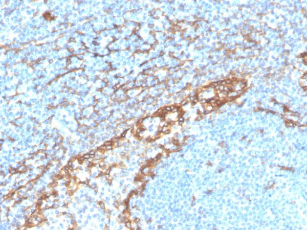 Formalin-fixed, paraffin-embedded human tonsil stained with Podoplanin Recombinant Rabbit Monoclonal Antibody (PDPN/4009R).