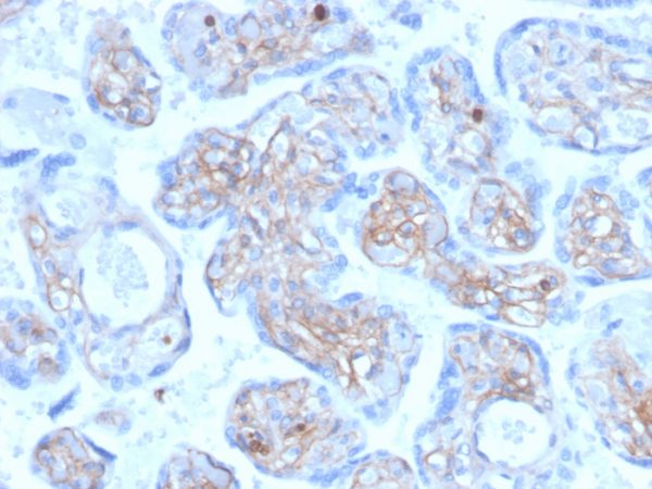 Formalin-fixed, paraffin-embedded human placenta stained with Periostin (POSTN) Mouse Monoclonal Antibody (POSTN/3501).