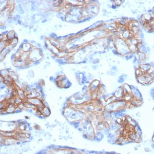 Formalin-fixed, paraffin-embedded human placenta stained with Periostin (POSTN) Mouse Monoclonal Antibody (POSTN/3503).