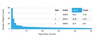 Analysis of Protein Array containing more than 19,000 full-length human proteins using DMRT2Mouse Monoclonal Antibody (PCRP-DMRT2-1D3). Z- and S- Score: The Z-score represents the strength of a signal that a monoclonal antibody (MAb) (in combination with a fluorescently-tagged anti-IgG secondary antibody) produces when binding to a particular protein on the HuProtTM array. Z-scores are described in units of standard deviations (SD&apos;s) above the mean value of all signals generated on that array. If targets on HuProtTM are arranged in descending order of the Z-score, the S-score is the difference (also in units of SD&apos;s) between the Z-score. S-score therefore represents the relative target specificity of a MAb to its intended target.  A MAb is considered to specific to its intended target, if the MAb has an S-score of at least 2.5. For example, if a MAb binds to protein X with a Z-score of 43 and to protein Y with a Z-score of 14, then the S-score for the binding of that MAb to protein X is equal to 29.