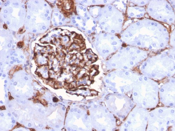 Formalin-fixed, paraffin-embedded human Kidney stained with Nestin Mouse Monoclonal Antibody (NES/2911).
