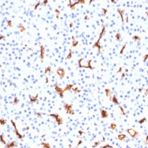 Formalin-fixed, paraffin-embedded human Pancreas stained with CFTR Mouse Monoclonal Antibody (CFTR/1785).