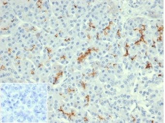 Formalin-fixed, paraffin-embedded human pancreas stained with CFTR Recombinant Mouse Monoclonal Antibody (rCFTR/6476). Inset: PBS instead of primary antibody, secondary negative control.