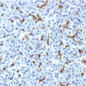 Formalin-fixed, paraffin-embedded human pancreas stained with CFTR Mouse Monoclonal Antibody (CFTR/1643).