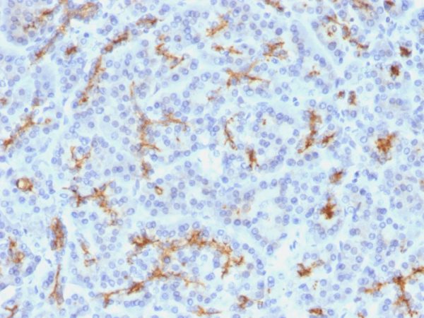 Formalin-fixed, paraffin-embedded human Pancreas stained with CFTR Monoclonal Antibody (M3A7).