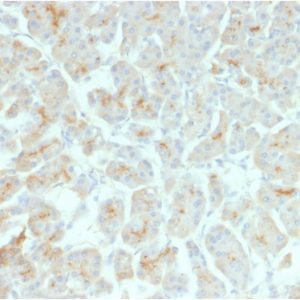 Formalin-fixed, paraffin-embedded human Pancreas stained with CFTR Mouse Recombinant Monoclonal Antibody (rCFTR/1342).