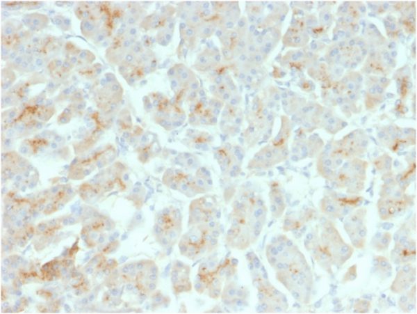 Formalin-fixed, paraffin-embedded human Pancreas stained with CFTR Mouse Recombinant Monoclonal Antibody (rCFTR/1342).