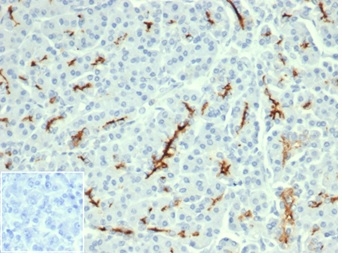 Formalin-fixed, paraffin-embedded human pancreas stained with CFTR Recombinant Rabbit Monoclonal Antibody (CFTR/6477R). Inset: PBS instead of primary, secondary negative control.