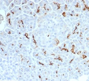 IHC analysis of formalin-fixed, paraffin-embedded human pancreas. Stained using CFTR/7154R at 2ug/ml. HIER: Tris/EDTA, pH9.0, 45min. Inset: PBS instead of primary antibody, secondary only negative control.