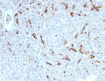 IHC analysis of formalin-fixed, paraffin-embedded human pancreas. Stained using CFTR/7154R at 2ug/ml. HIER: Tris/EDTA, pH9.0, 45min. Inset: PBS instead of primary antibody, secondary only negative control.