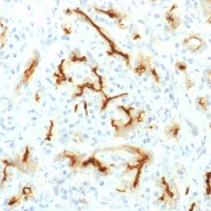 Formalin-fixed, paraffin-embedded human Pancreas stained with CFTR Rabbit Recombinant Monoclonal Antibody (CFTR/1775R).