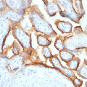 Formalin-fixed, paraffin-embedded human Placenta stained with hCG alpha Monoclonal Antibody (SPM552).
