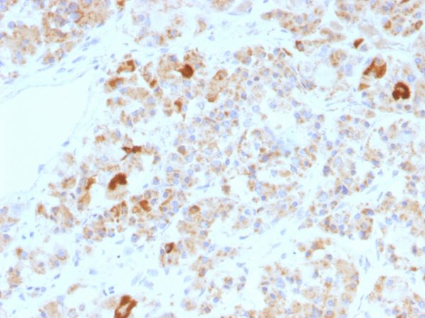 Formalin-fixed, paraffin-embedded human Pituitary stained with LH alpha Mouse Monoclonal Antibody (LHa/756).