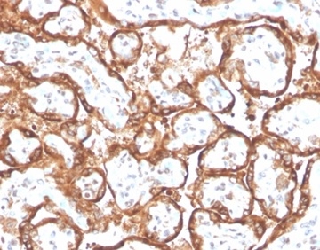 Formalin-fixed, paraffin-embedded human placenta stained with HCG-alpha Rabbit Recombinant Monoclonal Antibody (HCGa/2728R). HIER: Tris/EDTA, pH9.0, 45min. 2°C: HRP-polymer, 30min. DAB, 5min.