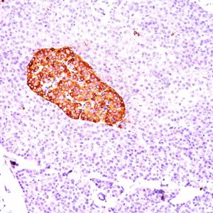 Formalin-fixed, paraffin-embedded human Pancreas stained with Chromogranin A Mouse Monoclonal Antibody (CGA/414).