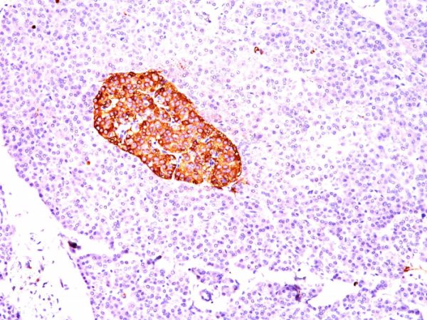 Formalin-fixed, paraffin-embedded human Pancreas stained with Chromogranin A Mouse Monoclonal Antibody (CGA/414).