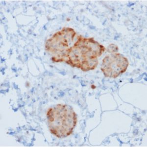 Formalin-fixed, paraffin-embedded human Pancreas stained with Chromogranin A Mouse Recombinant Monoclonal Antibody (rCHGA/777).