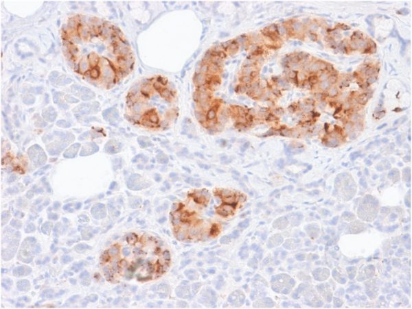 Formalin-fixed, paraffin-embedded human Pancreas stained with Chromogranin A Mouse Recombinant Monoclonal Ab (rCHGA/413).