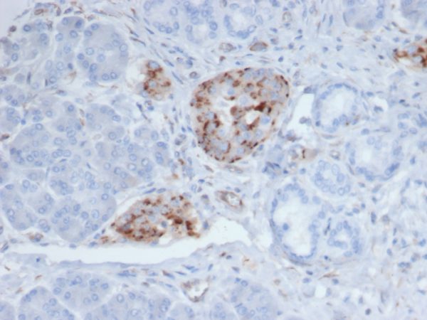 Formalin-fixed, paraffin-embedded human pancreas stained with Chromogranin A Mouse Monoclonal Antibody (CHGA/4219).