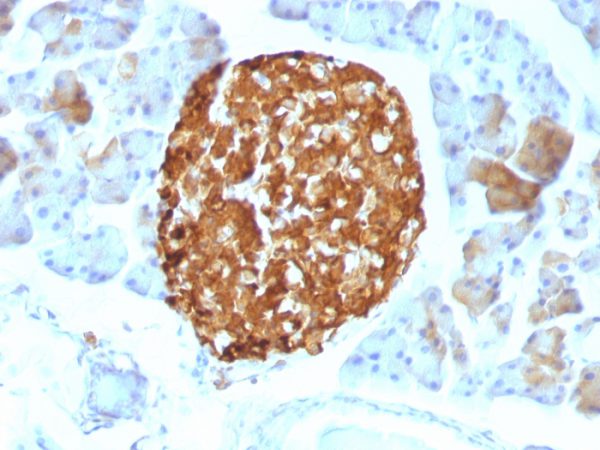 Formalin-fixed, paraffin-embedded Mouse Pancreas stained with Chromogranin A Monoclonal Antibody (LK2H10)
