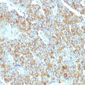 Formalin-fixed, paraffin-embedded human Adrenal Gland stained with Chromogranin A Mouse Monoclonal Antibody (PHE5).