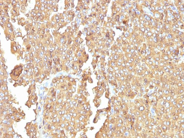 Formalin-fixed, paraffin-embedded human Adrenal Gland stained with Chromogranin A Monoclonal Antibody (PHE5)