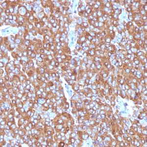 Formalin-fixed, paraffin-embedded human Adrenal Gland stained with Chromogranin A Monoclonal Antibody (LK2H10+PHE5+CGA414)