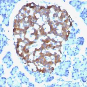 Formalin-fixed, paraffin-embedded human Pancreas stained with Chromogranin A Mouse Monoclonal Antibody (CHGA/765).