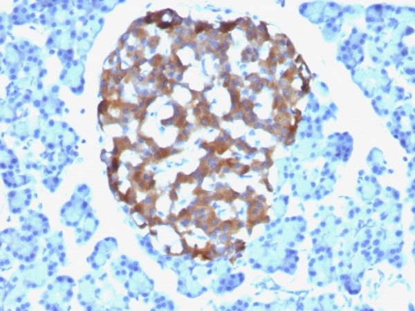 Formalin-fixed, paraffin-embedded human Pancreas stained with Chromogranin A Mouse Monoclonal Antibody (CHGA/765).