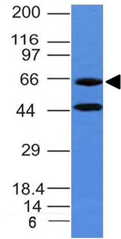 Western Blot of human Panc-1 cell lysate Chromogranin A Mouse Monoclonal Antibody (CHGA/777)