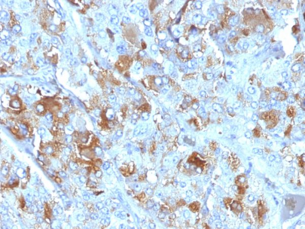 Formalin-fixed, paraffin-embedded human Adrenal Gland stained with Chromogranin A Mouse Monoclonal Antibody (CHGA/777)