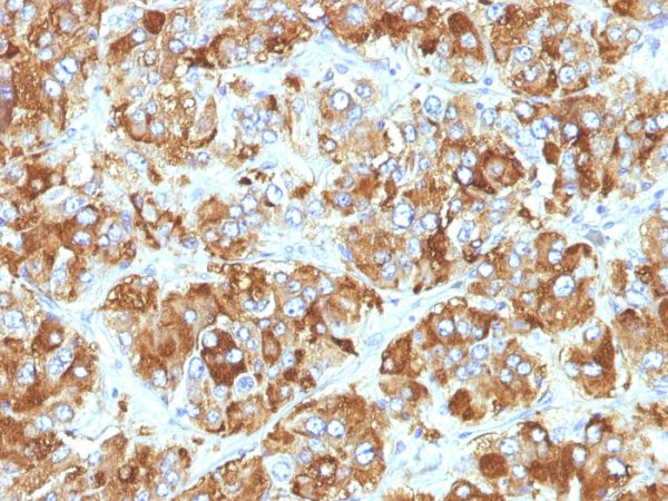 Formalin-fixed, paraffin-embedded human Adrenal Gland stained with Chromogranin A Monoclonal Antibody (CHGA/798)
