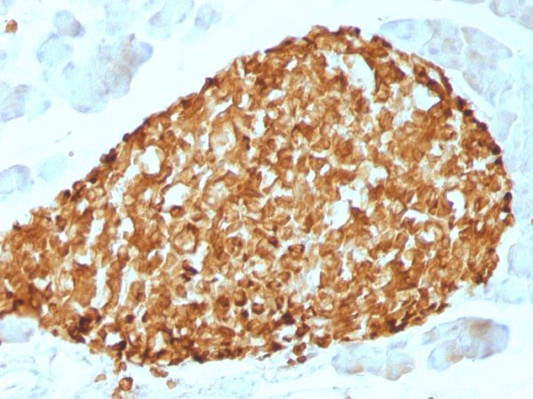 Formalin-fixed, paraffin-embedded Mouse Pancreas stained with Chromogranin A Mouse Monoclonal Antibody (CHGA/798)