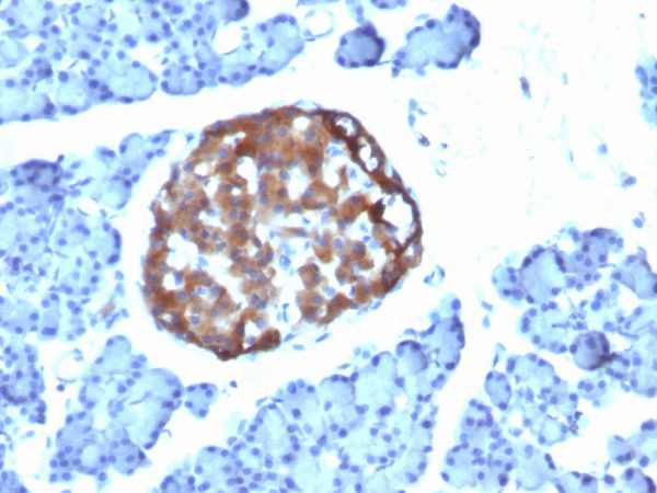 Formalin-fixed, paraffin-embedded Rat Pancreas stained with Chromogranin A Mouse Monoclonal Antibody (CHGA/798)
