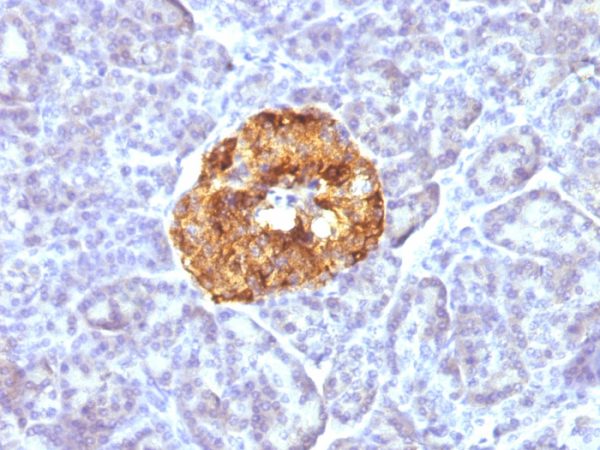 Formalin-fixed, paraffin-embedded human Pancreas stained with Chromogranin A Monoclonal Antibody (CGA/413)