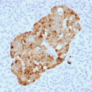 Formalin-fixed, paraffin-embedded human Pancreas stained with Chromogranin A Rabbit Recombinant Monoclonal Ab (CHGA/1731R).