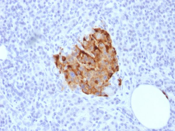 Formalin-fixed, paraffin-embedded human Pancreas stained with Chromogranin A Rabbit Recombinant Monoclonal Antibody (CHGA/1773R).