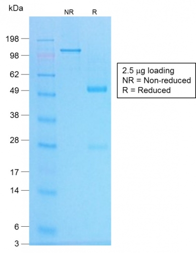 SDS-PAGE Analysis of Purified Chromogranin A Rabbit Recombinant Monoclonal Antibody (CHGA/1773R).