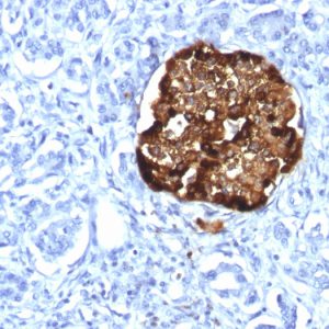 Formalin-fixed, paraffin-embedded human Pancreas stained with Chromogranin A Rabbit Recombinant Monoclonal Antibody (CHGA/1815R).